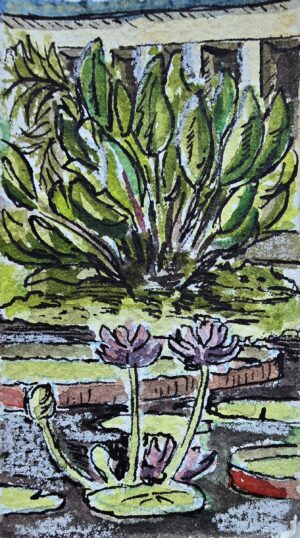 the water lilies at longwood gardens